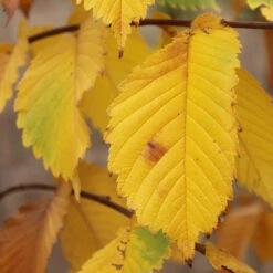 Prairie Expedition® Elm Tree -Arbor Day Foundation Store Prairie Expedition Elm 3