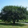 Prairie Expedition® Elm Tree -Arbor Day Foundation Store Prairie Expedition Elm FGT 600x600 c746e7fe 4ee2 4b9c ba34 fb285d23b7a7