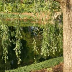 Prairie Cascade Weeping Willow -Arbor Day Foundation Store Prarie Cascade Willow 2