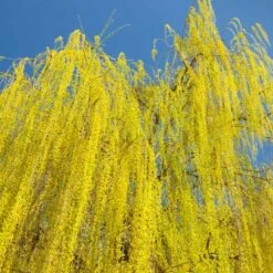 Prairie Cascade Weeping Willow -Arbor Day Foundation Store Prarie Cascade Willow 3 FGT