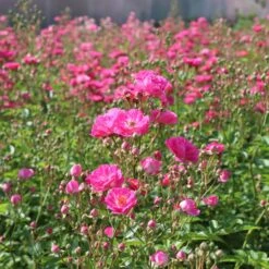 Pretty Polly® Pink Rose -Arbor Day Foundation Store Pretty Polly Pink