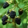 Prime Ark Freedom Blackberry - USDA Organic -Arbor Day Foundation Store Prime Ark Freedom Blackberry bush 350w 9cbf9bb2 77d7 4a3f b9a4 c7f5fe216d50
