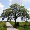 Princeton American Elm Tree -Arbor Day Foundation Store Princeton American Elm FGT 600x600 94f09218 9bde 4ff2 9265 3b41d941b4b2