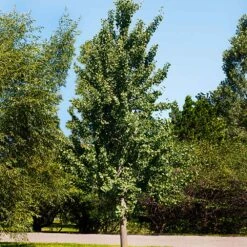 Princeton Sentry™ Columnar Ginkgo Tree 7 Princeton Sentry™ Columnar Ginkgo Tree -Arbor Day Foundation Store Princeton Sentry Ginkgo Tree 1