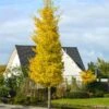 Princeton Sentry™ Columnar Ginkgo Tree -Arbor Day Foundation Store Princeton Sentry Ginkgo Tree 600x600 fc9f7916 3ff4 4782 aed0 0cca999aa227