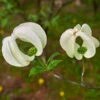 Mexican Flowering Dogwood Tree -Arbor Day Foundation Store Pringle Mexican Dogwood 600x600 79a34edc 828c 408c 9d78 63e10ddfa66c