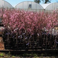 Profusion Crabapple Tree -Arbor Day Foundation Store Profussion Crabapple 1