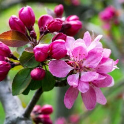 Profusion Crabapple Tree -Arbor Day Foundation Store Profussion Crabapple 3 FGT