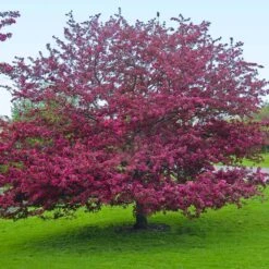 Profusion Crabapple Tree -Arbor Day Foundation Store Profussion Crabapple 5