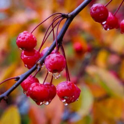 Profusion Crabapple Tree -Arbor Day Foundation Store Profussion Crabapple 6
