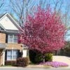Profusion Crabapple Tree -Arbor Day Foundation Store Profussion Crabapple FGT 600x600 4197319e 7a7f 4531 bddc ad01dbd7ea12