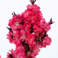 Ruby Ruffle™ Patio Peach Tree -Arbor Day Foundation Store Prunus RubyRuffles 2