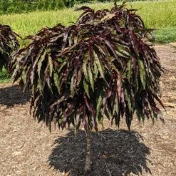 Ruby Ruffle™ Patio Peach Tree -Arbor Day Foundation Store Prunus RubyRuffles 3