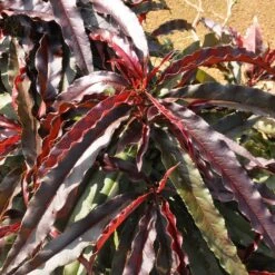 Ruby Ruffle™ Patio Peach Tree -Arbor Day Foundation Store Prunus RubyRuffles 6