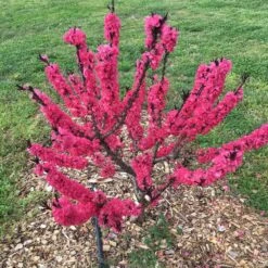 Ruby Ruffle™ Patio Peach Tree -Arbor Day Foundation Store Prunus RubyRuffles 7