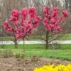 Ruby Ruffleâ„¢ Patio Peach Tree 2 Ruby Ruffleâ„¢ Patio Peach Tree -Arbor Day Foundation Store Prunus RubyRuffles FGT 600x600 1744e450 9ff5 4e97 b1f2 8420542c2512