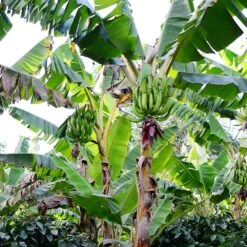 Puerto Rican Plantain Banana Tree -Arbor Day Foundation Store Puerto Rican Plantain Banana Tree 10