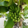 Puerto Rican Plantain Banana Tree 2 Puerto Rican Plantain Banana Tree -Arbor Day Foundation Store Puerto Rican Plantain Banana Tree 600x600 ddb0a822 8a0f 4f43 b9b1 2cbae1c185de