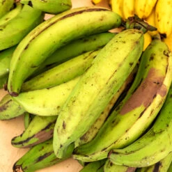 Puerto Rican Plantain Banana Tree -Arbor Day Foundation Store Puerto Rican Plantain Banana Tree 7