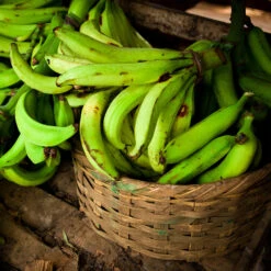 Puerto Rican Plantain Banana Tree -Arbor Day Foundation Store Puerto Rican Plantain Banana Tree 9