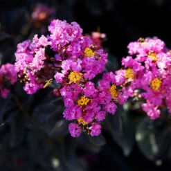 Black Diamond® Crape Myrtle - Purely Purple™ -Arbor Day Foundation Store Purely Purple 1