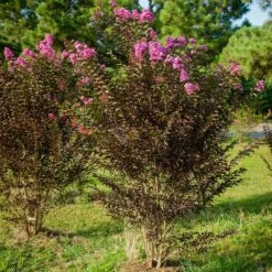 Black Diamond® Crape Myrtle - Purely Purple™ -Arbor Day Foundation Store Purely Purple 3