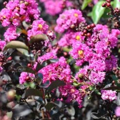 Black Diamond® Crape Myrtle - Purely Purple™ -Arbor Day Foundation Store Purely Purple 4