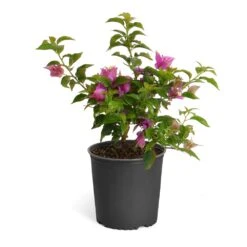 New River Purple Bougainvillea -Arbor Day Foundation Store Purple Bougainvillea 6inch