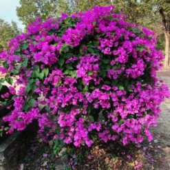 New River Purple Bougainvillea -Arbor Day Foundation Store Purple Bougainvillea New River 11