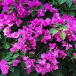New River Purple Bougainvillea -Arbor Day Foundation Store Purple Bougainvillea New River 12 FGT