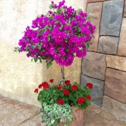 New River Purple Bougainvillea -Arbor Day Foundation Store Purple Bougainvillea New River 1 FGT