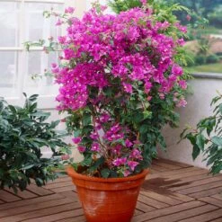 New River Purple Bougainvillea -Arbor Day Foundation Store Purple Bougainvillea New River 2