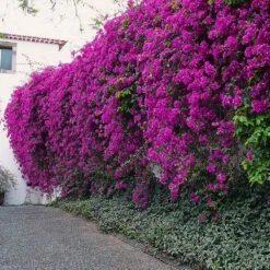 New River Purple Bougainvillea -Arbor Day Foundation Store Purple Bougainvillea New River 7 FGT