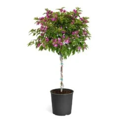 New River Purple Bougainvillea -Arbor Day Foundation Store Purple Bougainvillea Tree