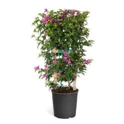 New River Purple Bougainvillea -Arbor Day Foundation Store Purple Bougainvillea Trelis