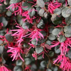 Purple Daydream® Dwarf Loropetalum -Arbor Day Foundation Store Purple Daydream Loropetalum 1