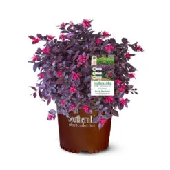 Purple Daydream® Dwarf Loropetalum -Arbor Day Foundation Store Purple Daydream Loropetalum 2