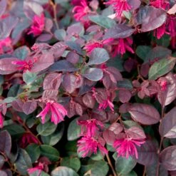 Purple Diamond® Semi-Dwarf Loropetalum -Arbor Day Foundation Store Purple Diamond loropetalum 1
