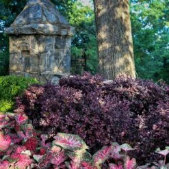 Purple Diamond® Semi-Dwarf Loropetalum -Arbor Day Foundation Store Purple Diamond loropetalum 4
