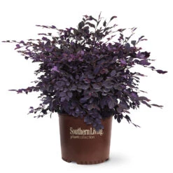 Purple Diamond® Semi-Dwarf Loropetalum -Arbor Day Foundation Store Purple Diamond loropetalum 6