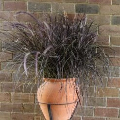 Purple Fountain Grass 12 Purple Fountain Grass -Arbor Day Foundation Store Purple Fountain Grass 1