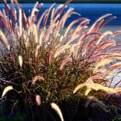 Purple Fountain Grass 13 Purple Fountain Grass -Arbor Day Foundation Store Purple Fountain Grass 2