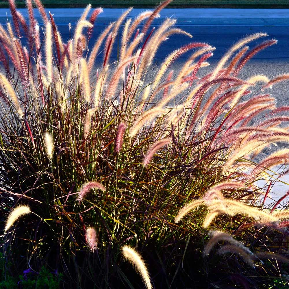 Purple Fountain Grass 8 Purple Fountain Grass - Image 6