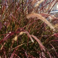 Purple Fountain Grass 10 Purple Fountain Grass -Arbor Day Foundation Store Purple Fountain Grass 5