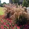 Purple Fountain Grass -Arbor Day Foundation Store Purple Fountain Grass FGT 600x600jpg