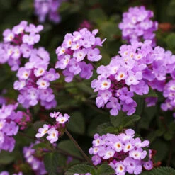 Purple Lantana -Arbor Day Foundation Store Purple Lantana 6 FGT