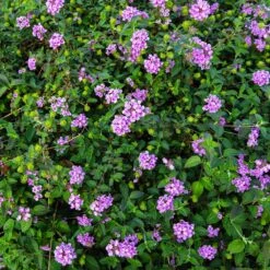 Purple Lantana -Arbor Day Foundation Store Purple Lantana 7 FGT