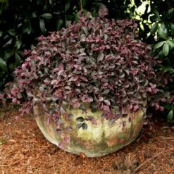 Purple Pixie® Dwarf Weeping Loropetalum -Arbor Day Foundation Store Purple Pixoe Loropetalum 2