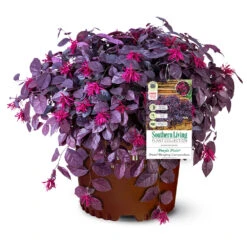 Purple Pixie® Dwarf Weeping Loropetalum -Arbor Day Foundation Store Purple Pixoe Loropetalum 3