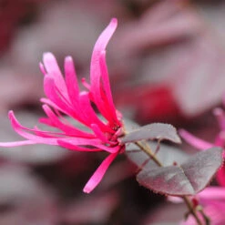 Purple Pixie® Dwarf Weeping Loropetalum -Arbor Day Foundation Store Purple Pixoe Loropetalum 4